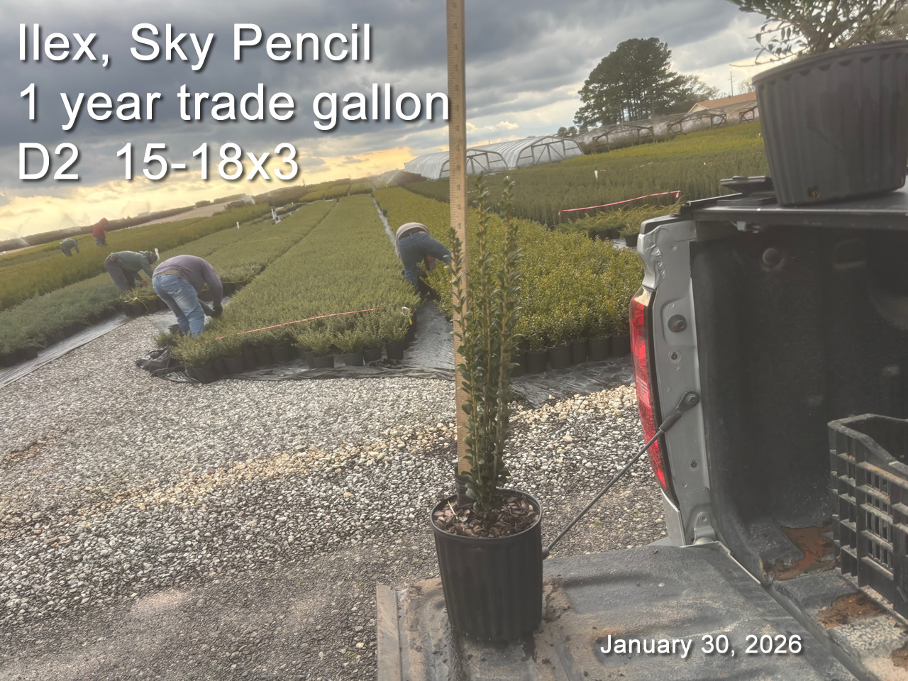 gallery/sky1yt d2 jan30.jpg